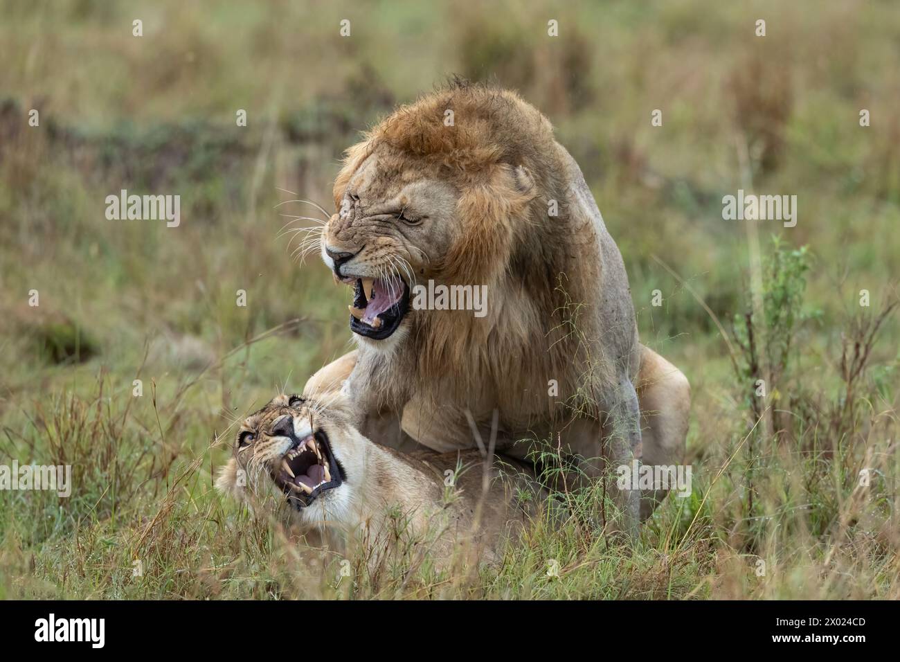 Lions (Panthera leo) accoppiamento, Masai Mara, Kenya Foto Stock