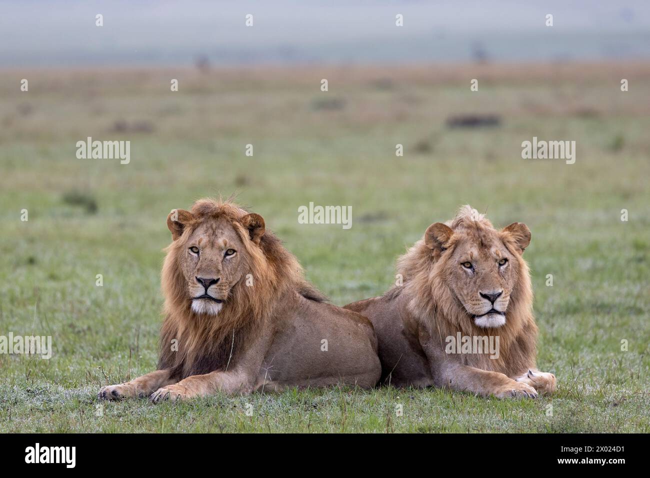 I Lions (Panthera leo), il Masai Mara, Kenya Foto Stock