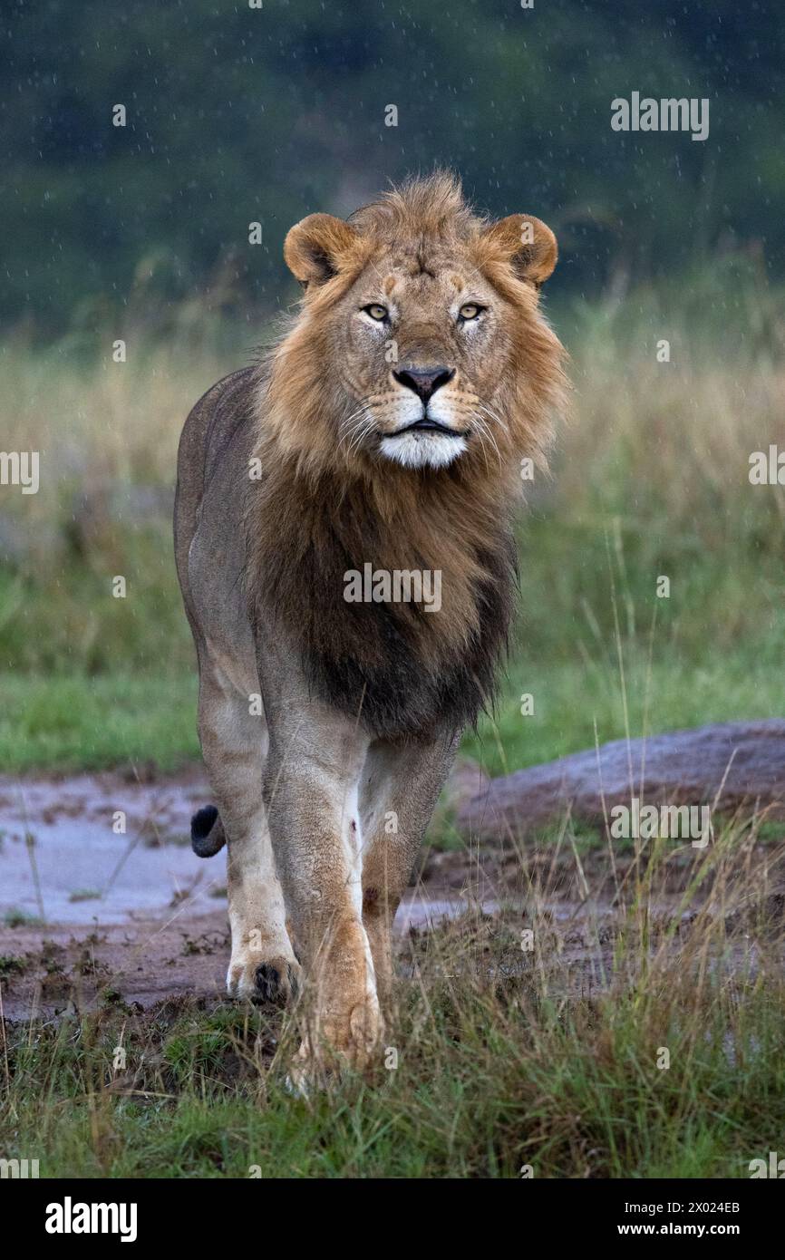Lion (Panthera leo), il Masai Mara, Kenya Foto Stock