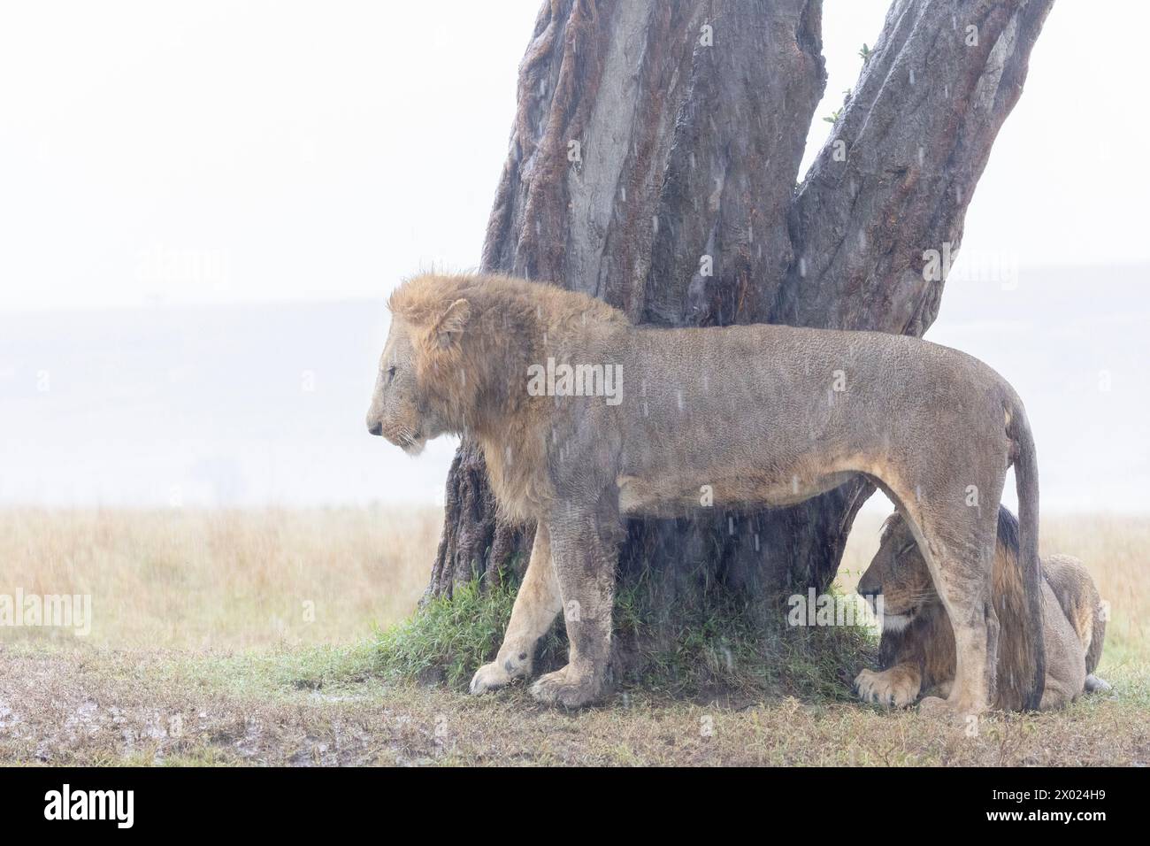 Leoni (Panthera leo) sotto la pioggia, Masai Mara, Kenya Foto Stock