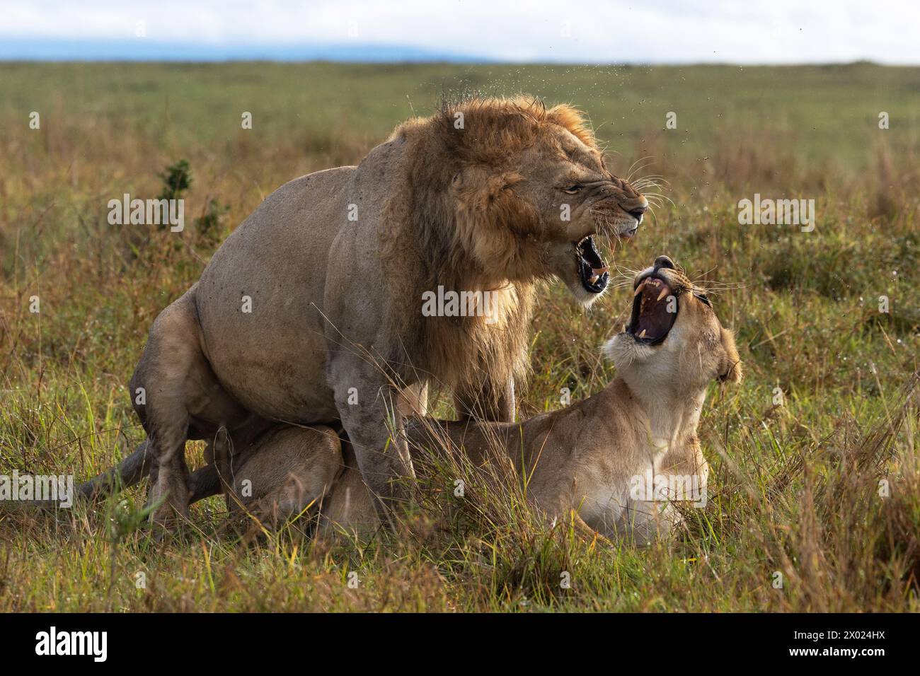 Lions (Panthera leo) accoppiamento, Masai Mara, Kenya Foto Stock