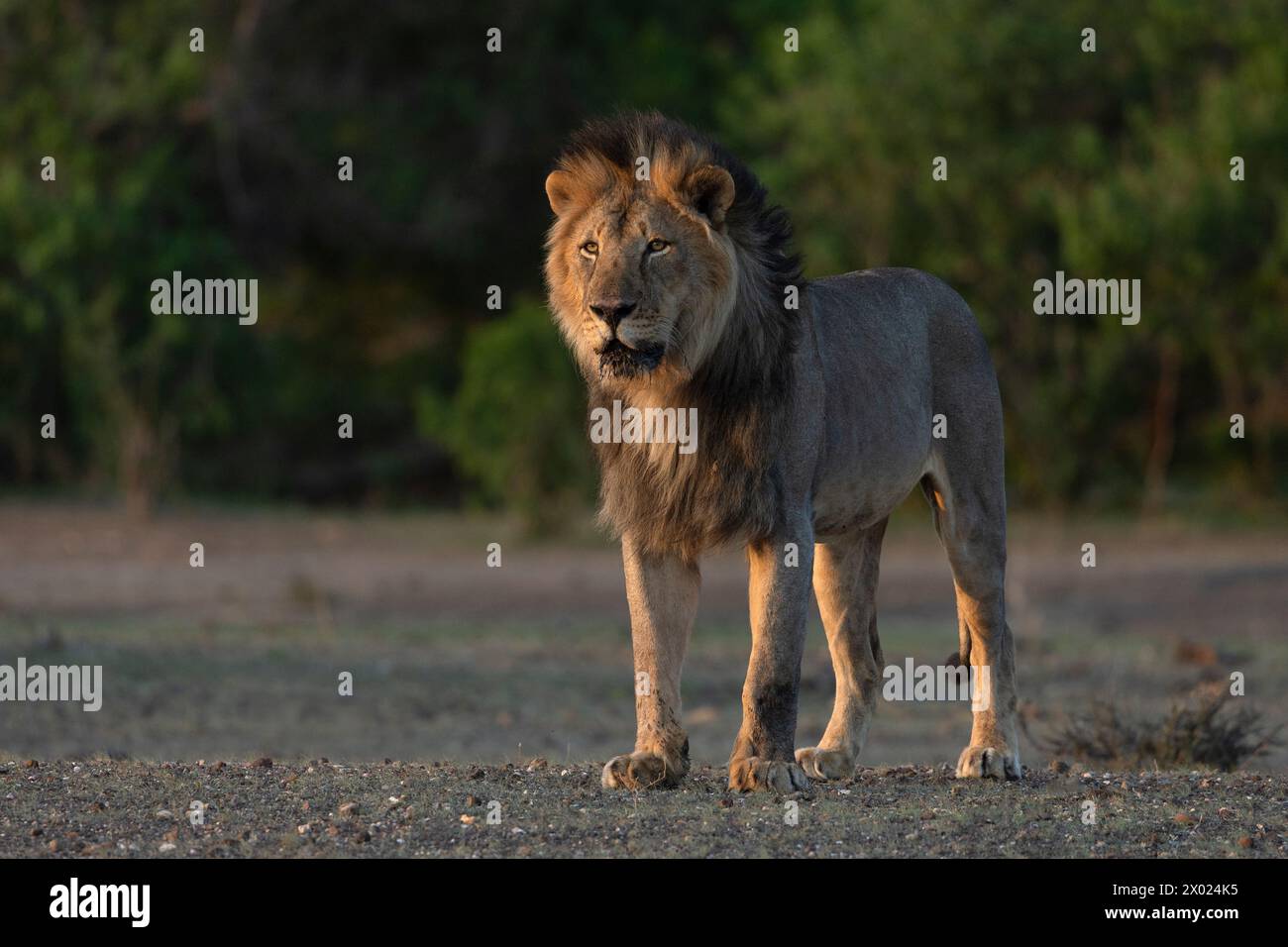 Lion (Panthera leo), riserva di caccia Mashatu, Botswana Foto Stock