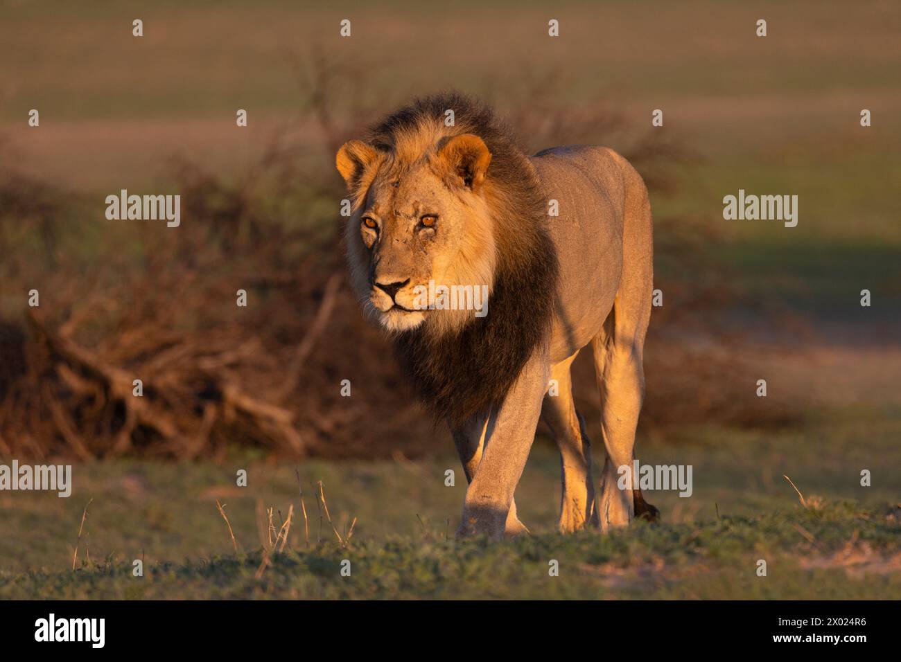 Lion (Panthera leo), Kgalagadi parco transfrontaliero, Northern Cape, Sud Africa Foto Stock