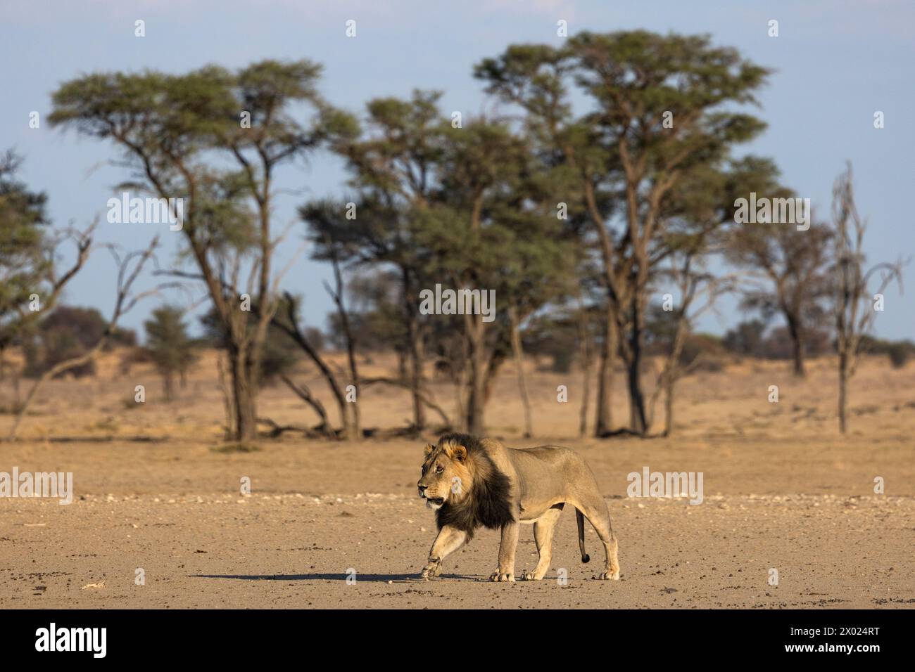 Lion (Panthera leo), Kgalagadi parco transfrontaliero, Northern Cape, Sud Africa Foto Stock