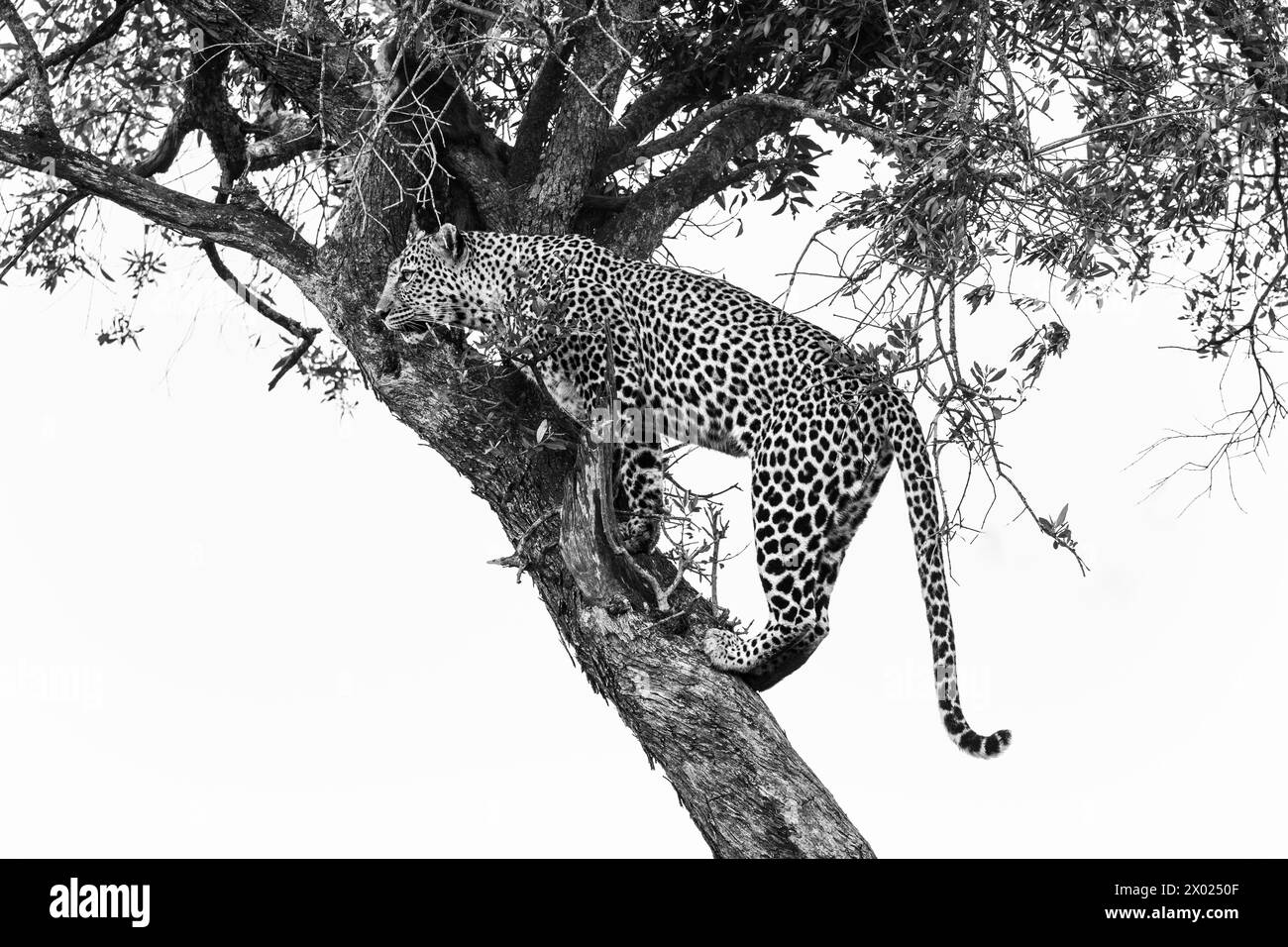 Leopard (Panthera pardus), il Masai Mara, Kenya Foto Stock