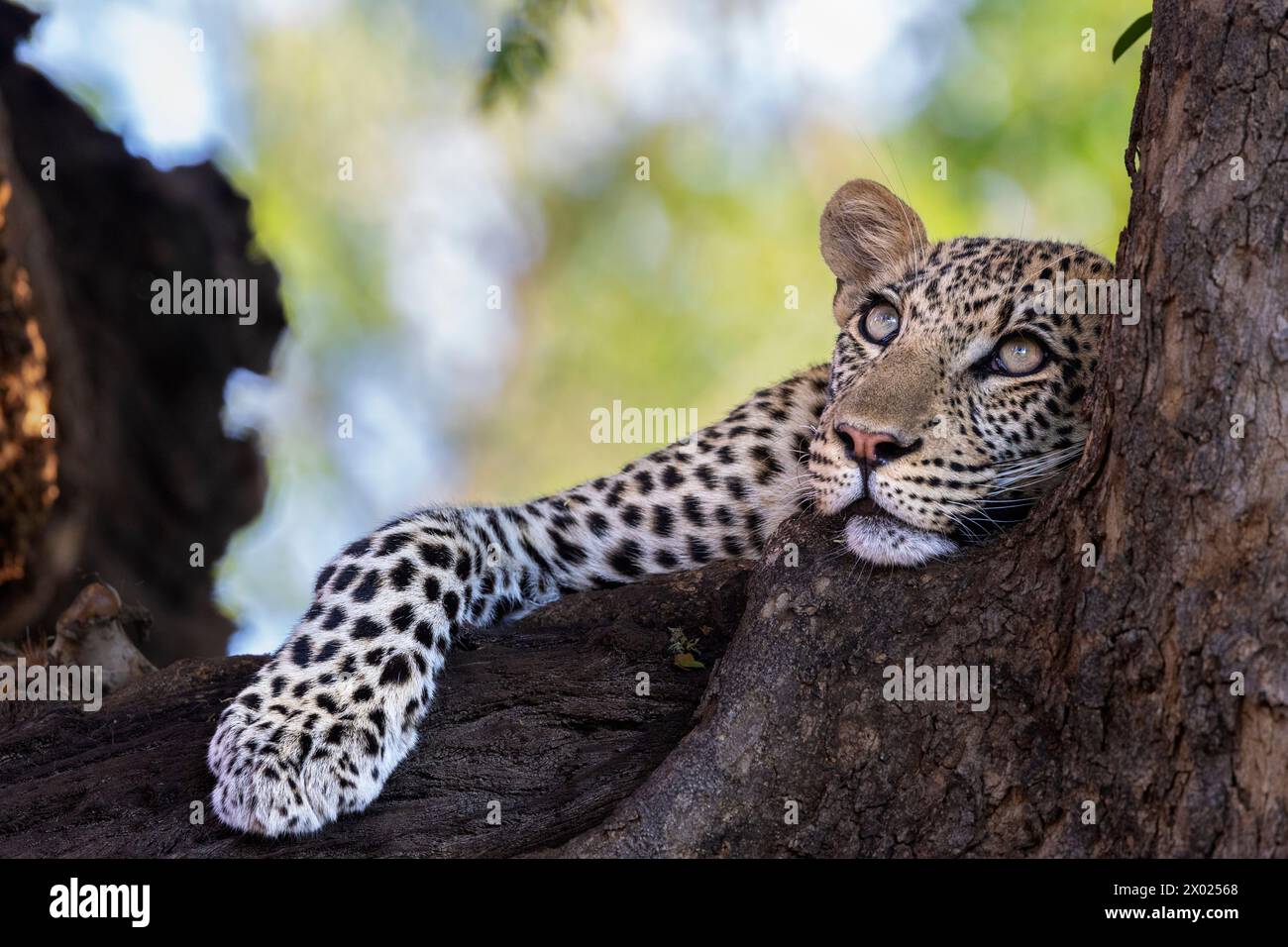 Leopardo (Panthera pardus), Mashatu game Reserve, Botswana Foto Stock