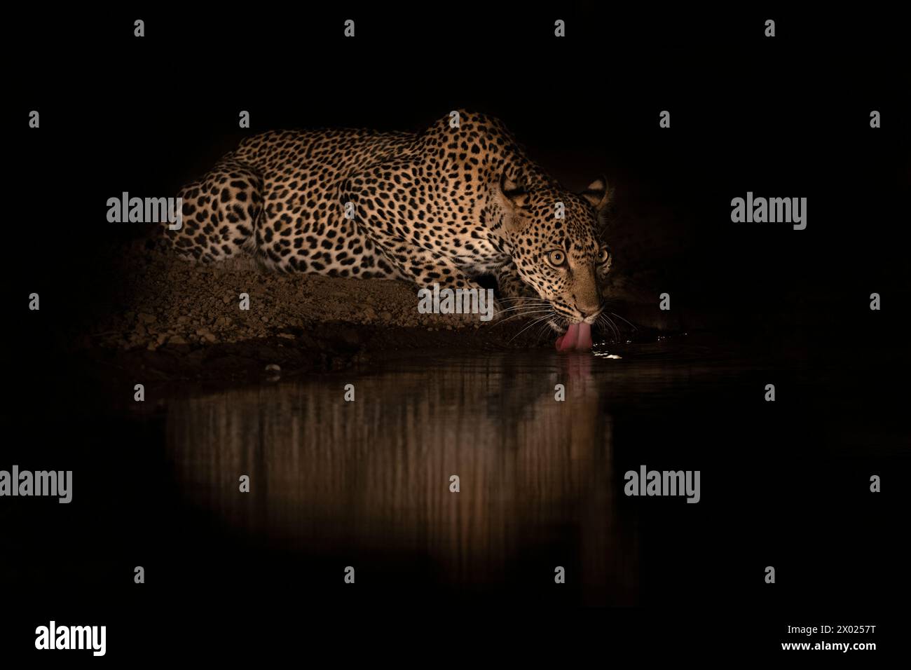 Leopard (Panthera pardus) bevendo di notte, Shompole, Kenya Foto Stock