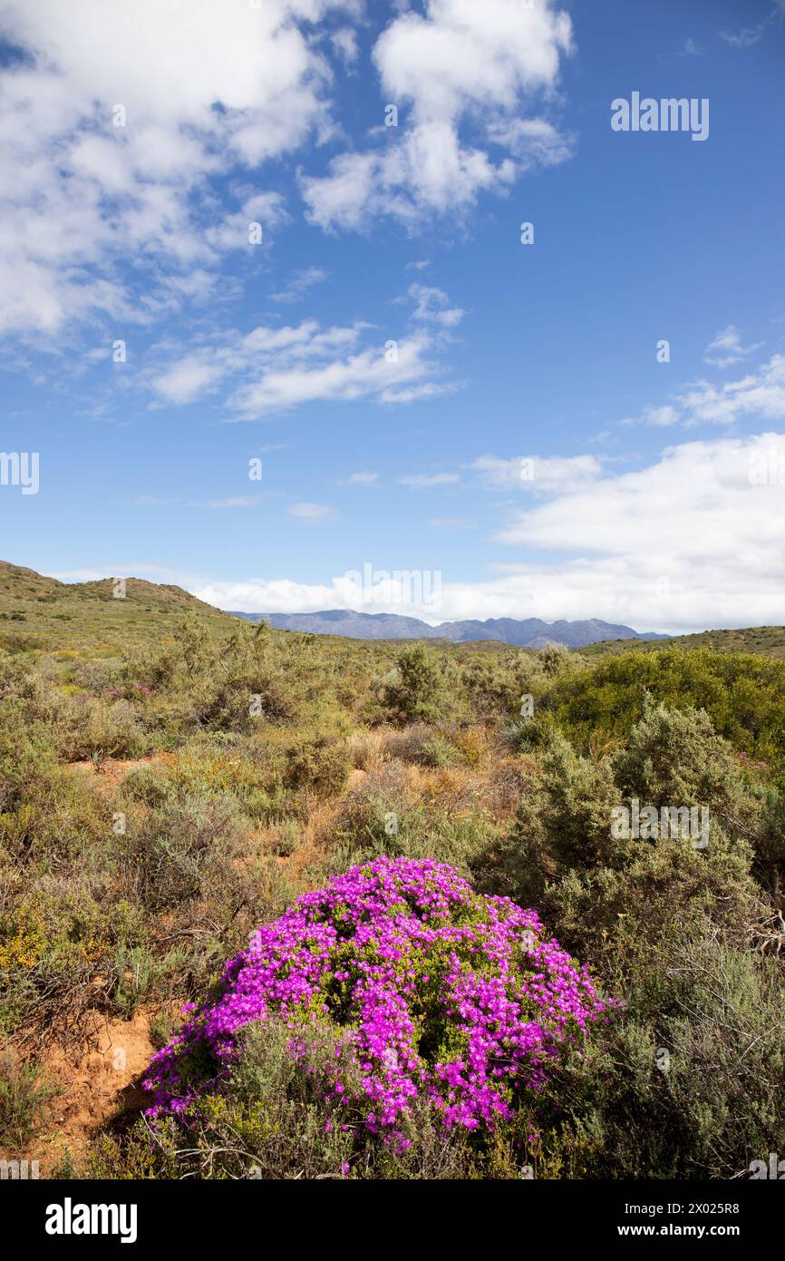 Klein Karoo Landscape, McGregor, Capo Occidentale, Sud Africa Foto Stock