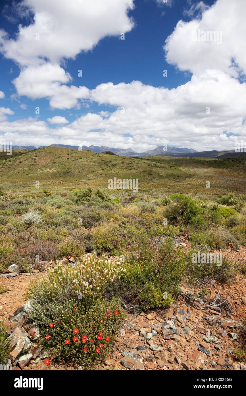 Klein Karoo Landscape, McGregor, Capo Occidentale, Sud Africa Foto Stock