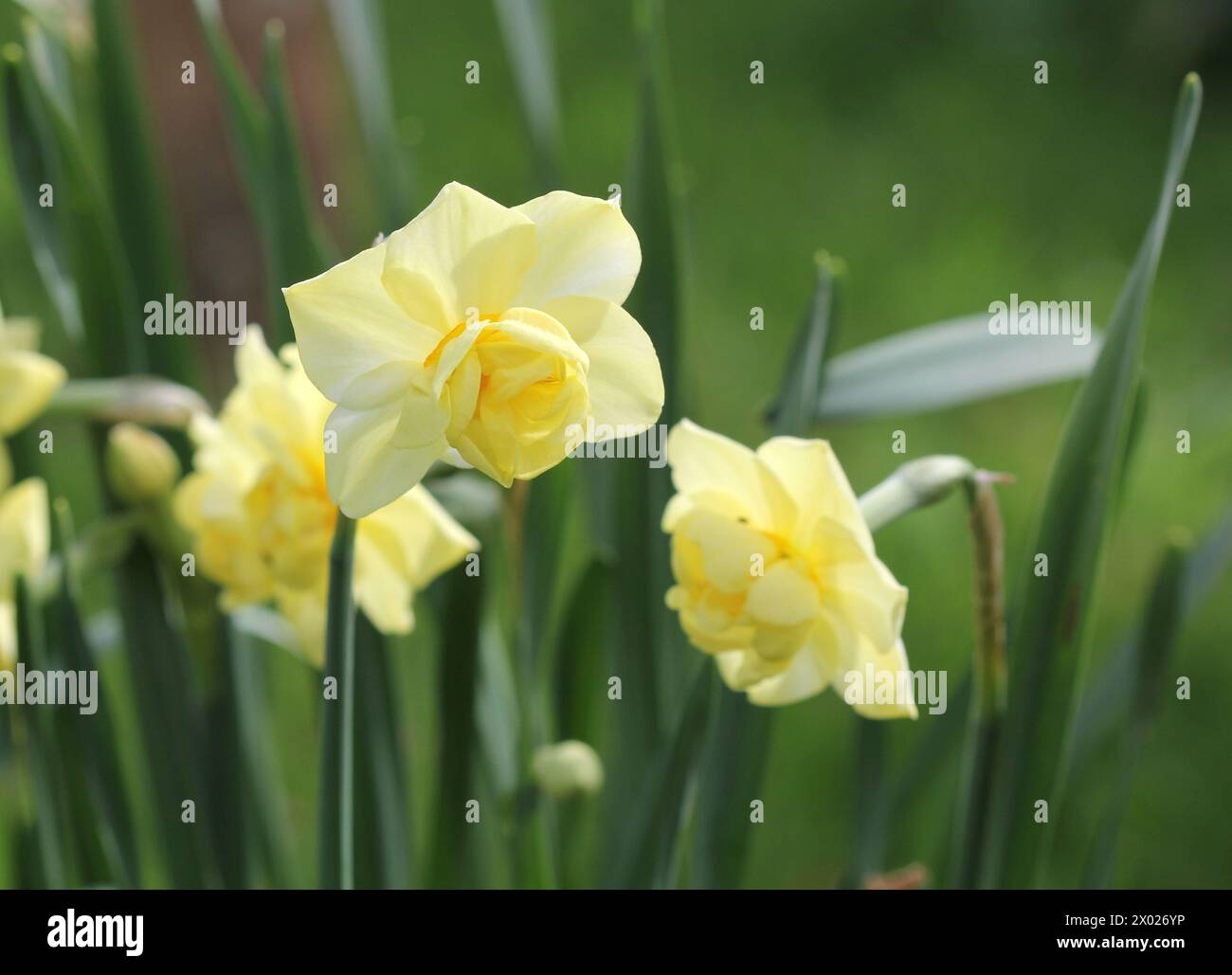 Un primo piano della "allegria" gialla di Narciso Foto Stock