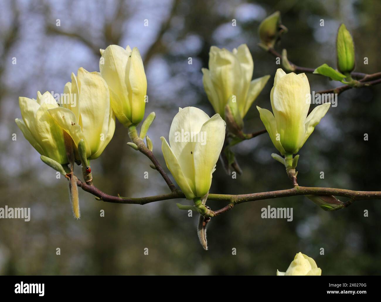 Un primo piano dei fiori gialli della Magnolia, il "fiume giallo" Foto Stock