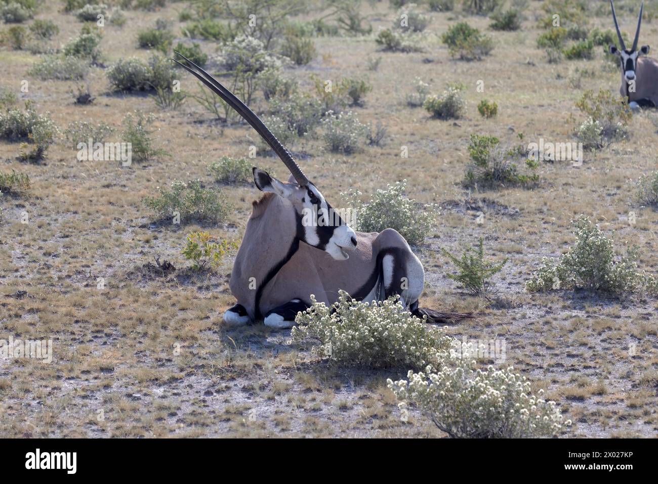 Immagine di un'antilope Oryx che si rilassa nel Kalahari della Namibia durante il giorno Foto Stock