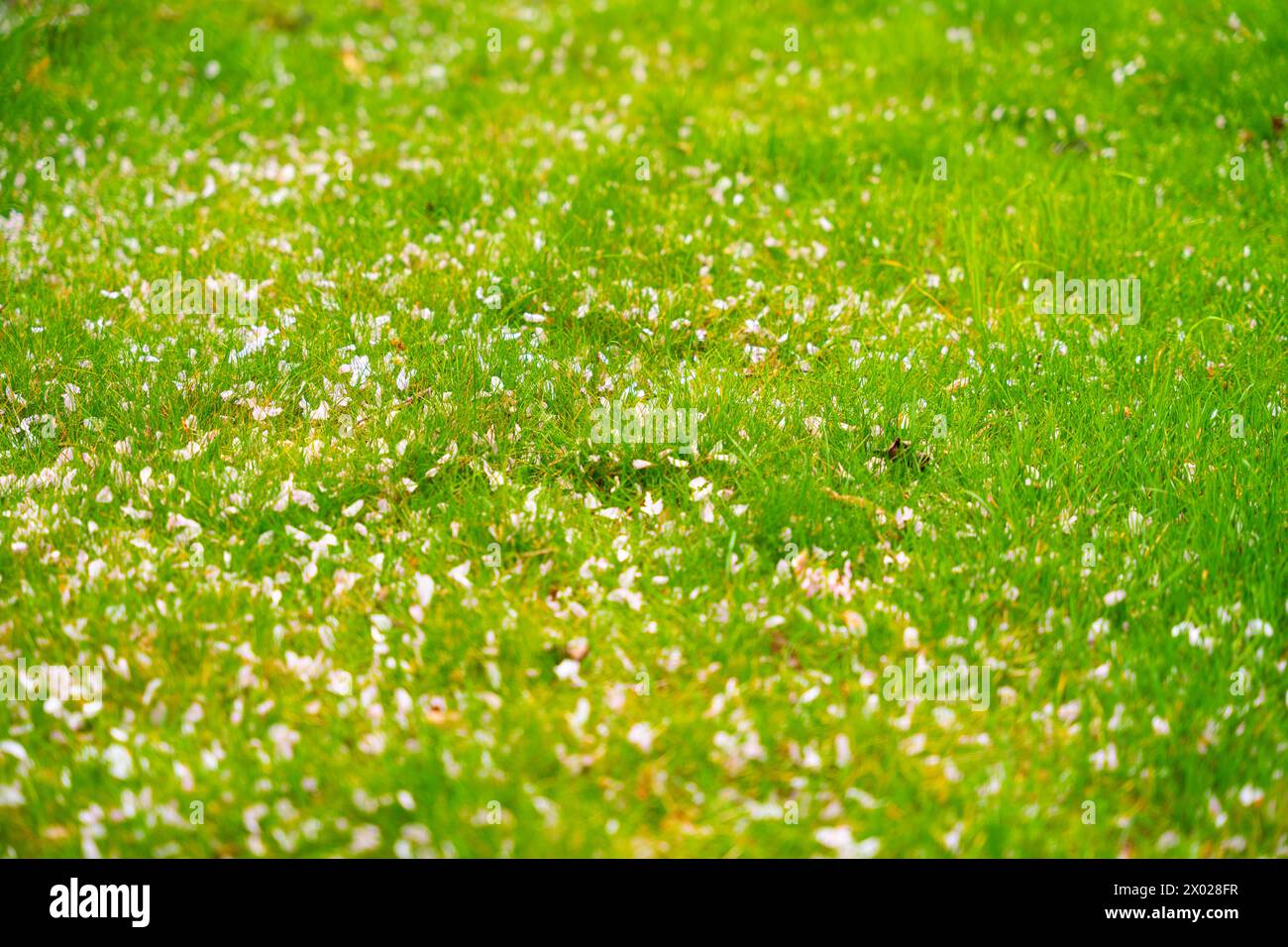 Petali sakura caduti sul prato Foto Stock