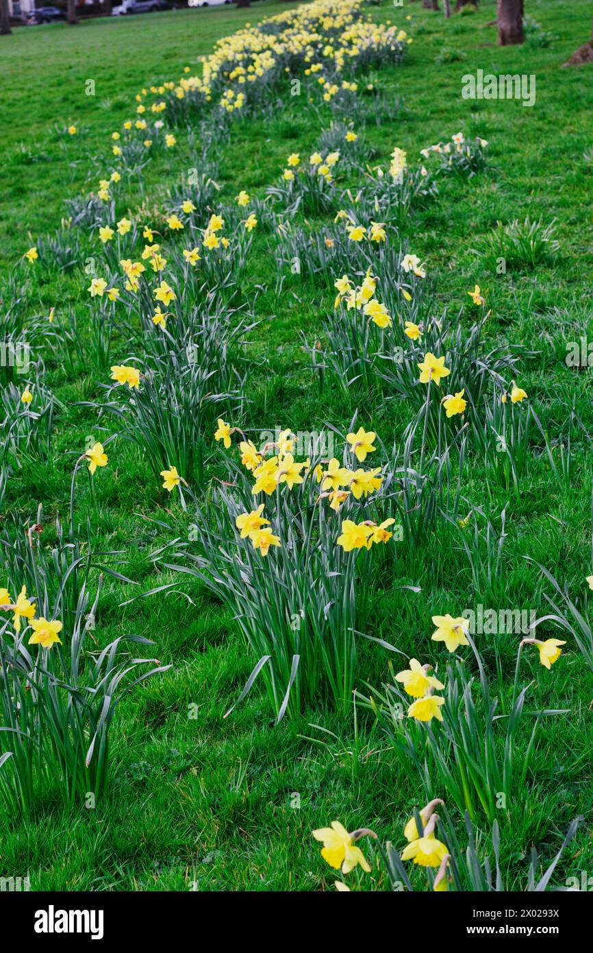 Vibranti narcisi gialli che fioriscono lungo un sentiero tortuoso in un lussureggiante parco verde, segnalando l'arrivo della primavera. Foto Stock