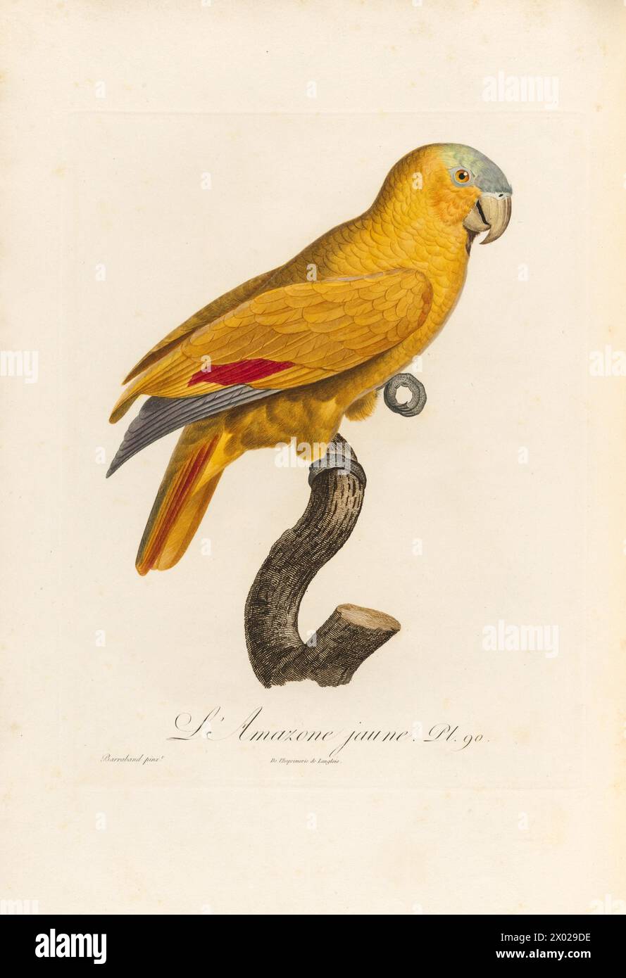 Pappagallo frontato blu, quinta variazione illustrazione da, pappagallo d'epoca di Francesco le Vaillant, francese circa 1805. L'illustratore Jacques Barraband Foto Stock