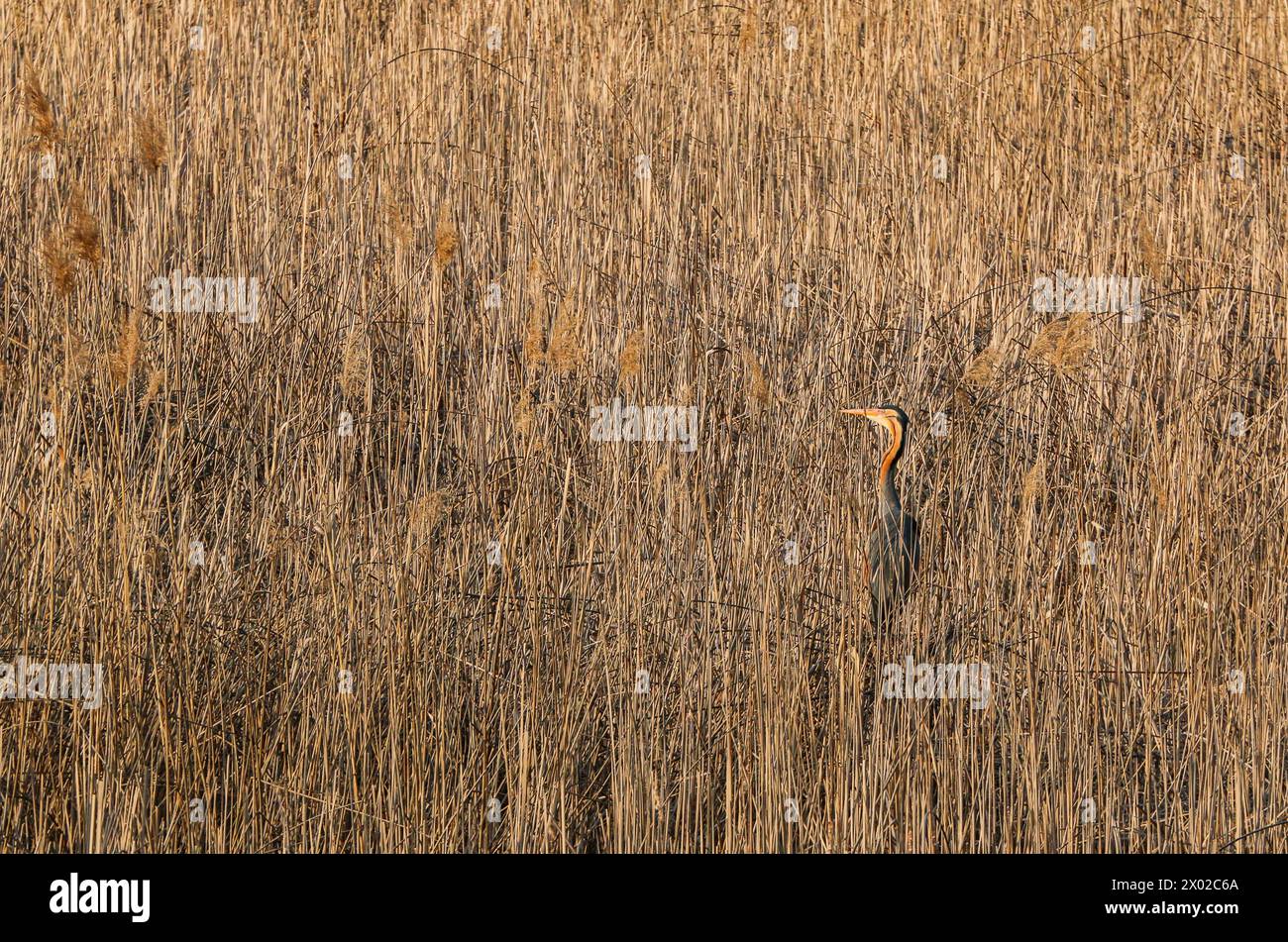 Aironi viola nel letto di canne, riserva naturale in Svizzera Foto Stock