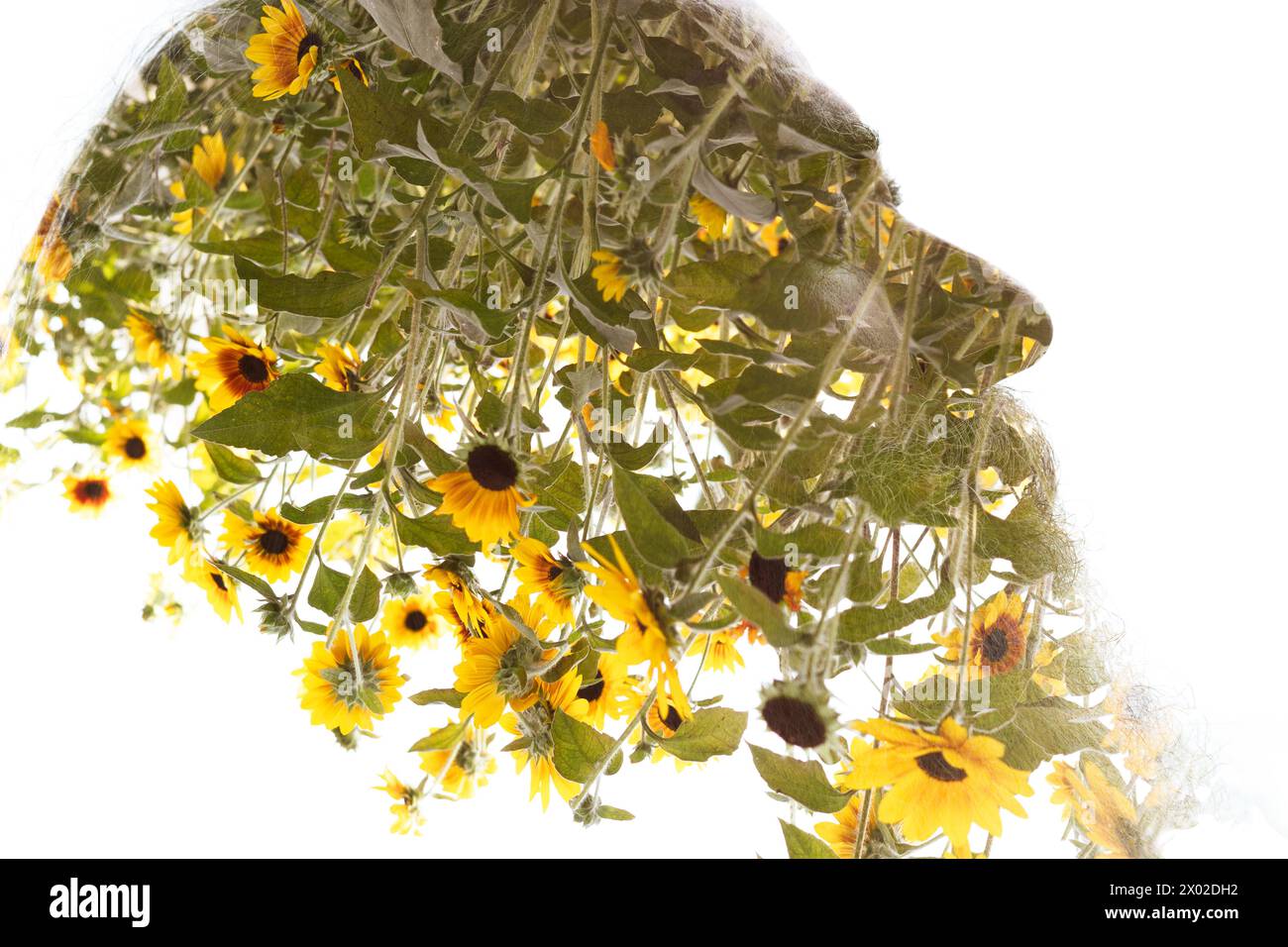 Un profilo a doppia esposizione di un uomo Unito a una foto di fiori gialli Foto Stock