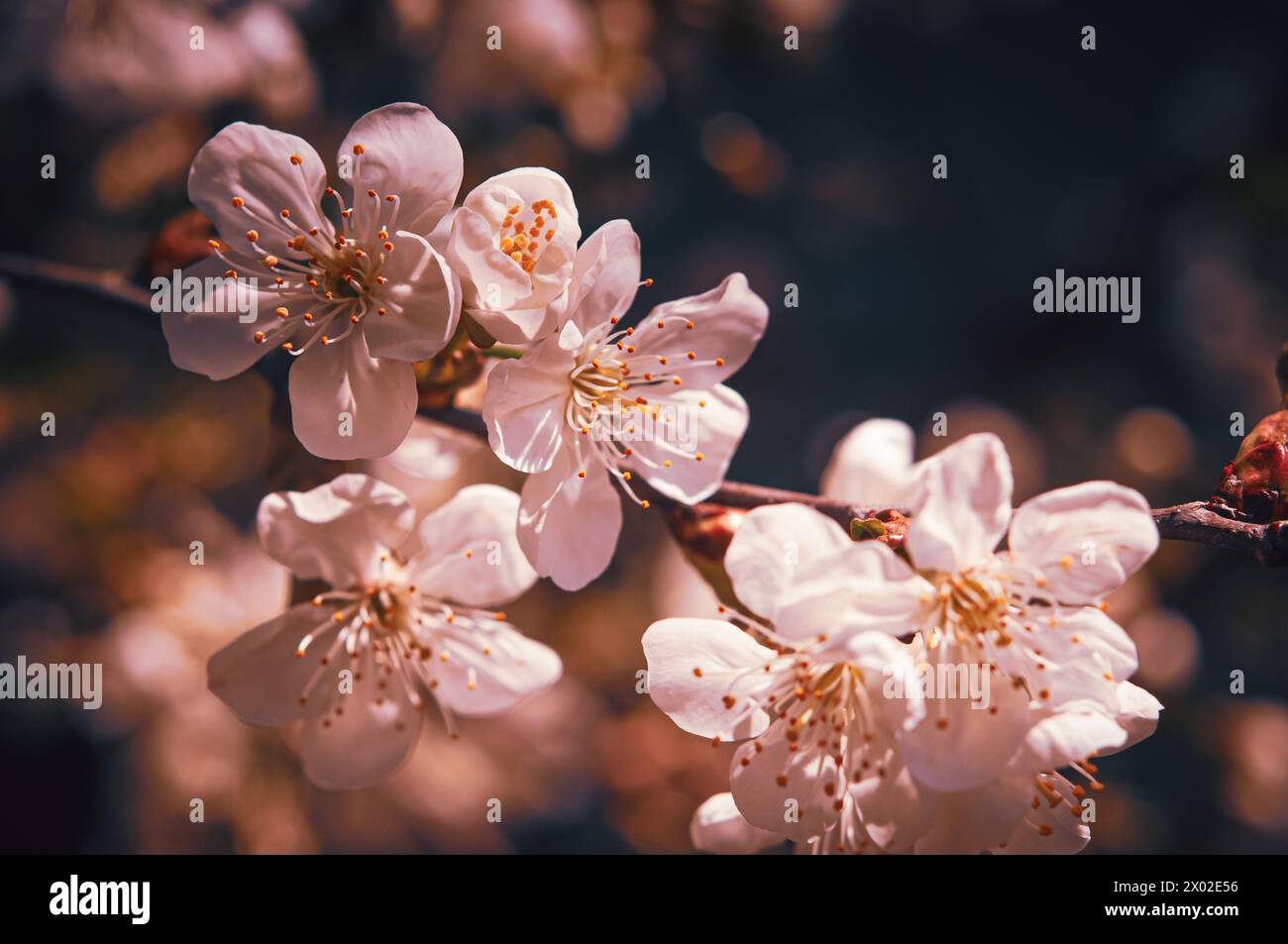Splendida primavera floreale sullo sfondo astratto della natura. Rami di albicocca in fiore. Scatto macro. Per le cartoline natalizie con spazio di copia. Foto Stock