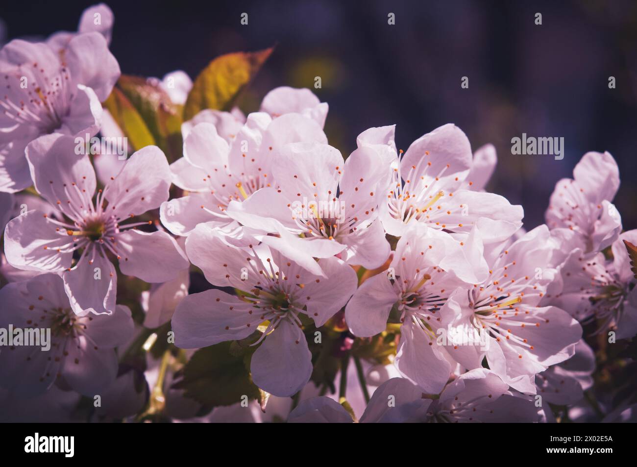Splendida primavera floreale sullo sfondo astratto della natura. Rami di albicocca in fiore. Scatto macro. Per le cartoline natalizie con spazio di copia. Foto Stock