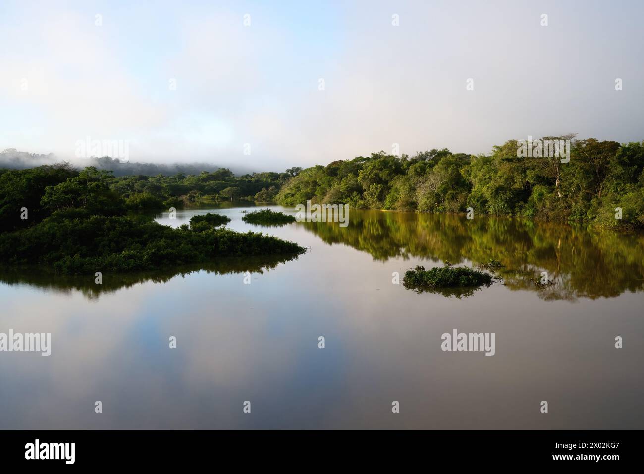 Nebbia mattutina sul fiume Amana, un affluente amazzonico, stato di Amazonas, Brasile Foto Stock