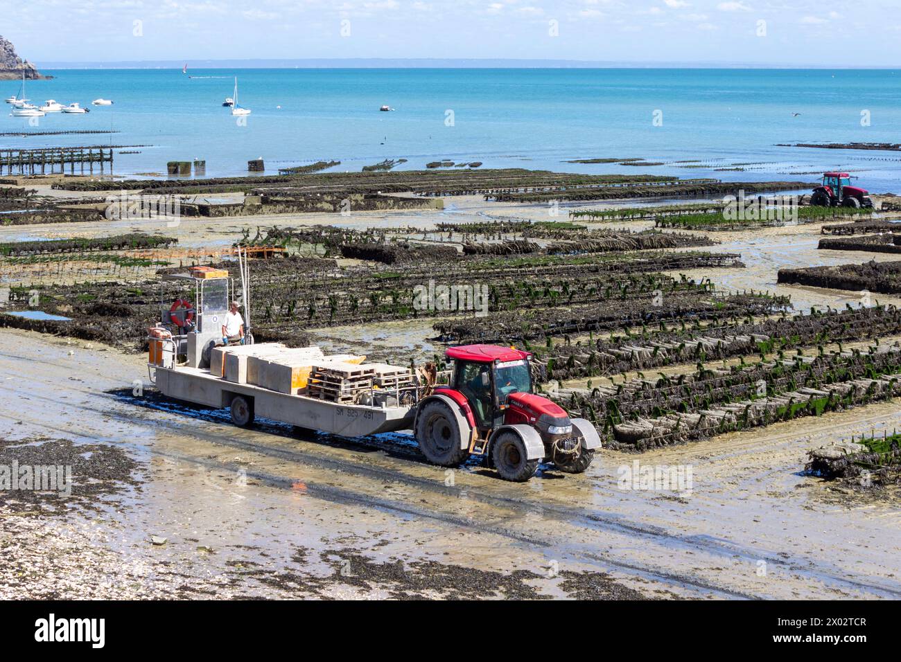 Oyster Farm, Cancale, Ille-et-Vilaine, Bretagna, Francia, Europa Foto Stock