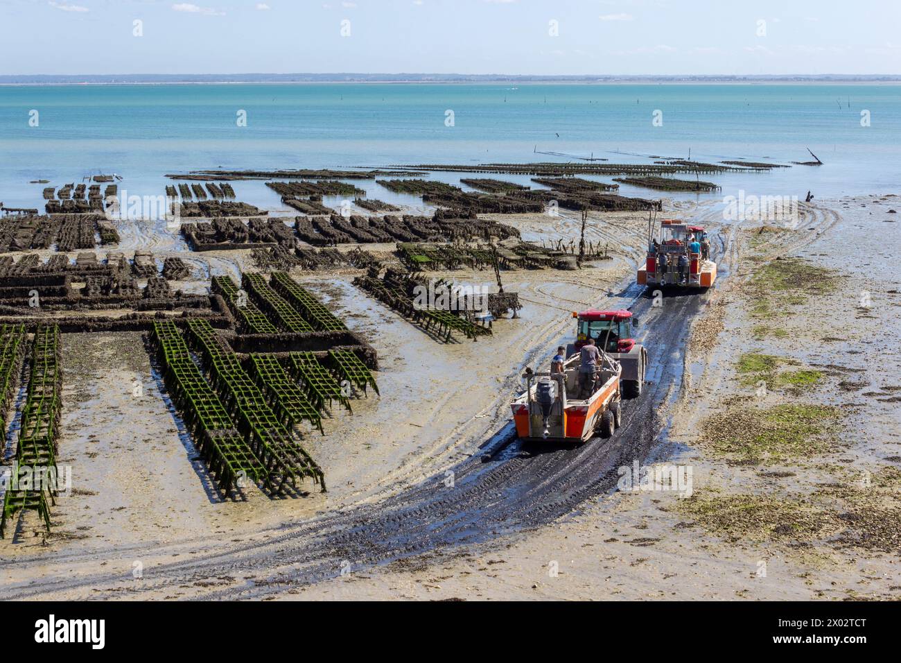 Oyster Farm, Cancale, Ille-et-Vilaine, Bretagna, Francia, Europa Foto Stock