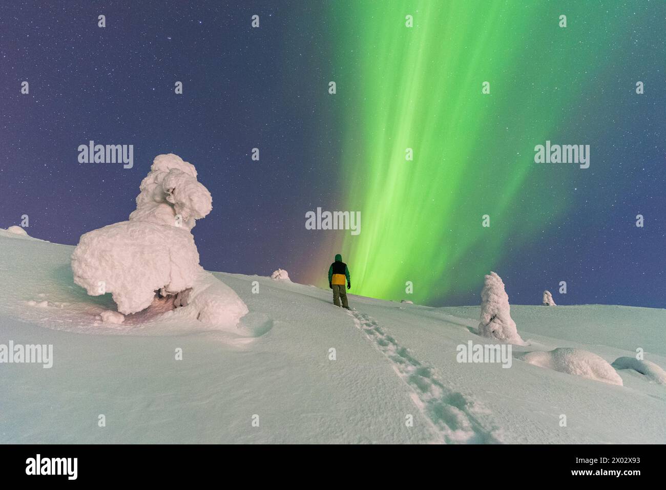 Vista notturna di un uomo che sale su una collina con alberi ricoperti di neve e ghiaccio, ammirando il verde dell'aurora boreale (Aurora Boreale) Foto Stock