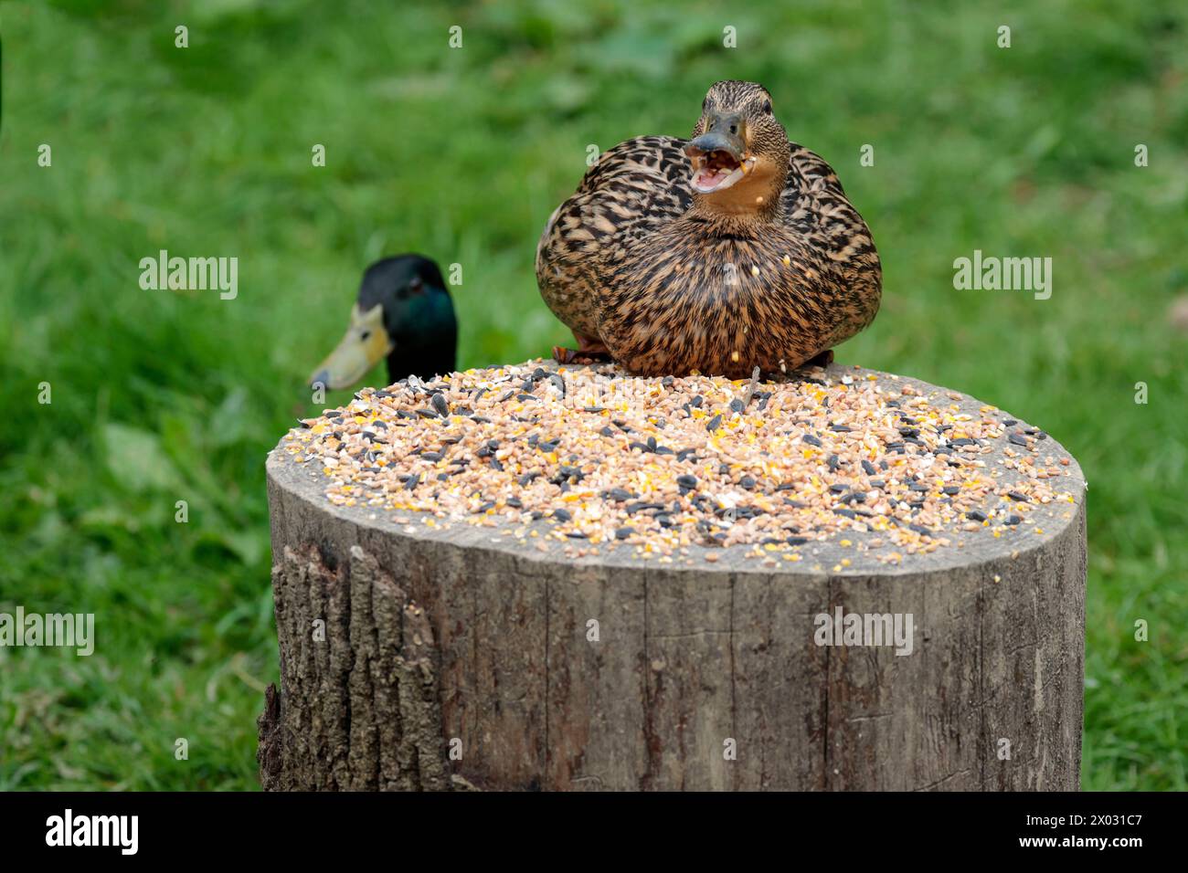 mallard anus platyrhynchos, donna che si nutre di semi in cuoio di uccello gambe arancioni strisciate piume marrone becco arancio grigio arroccato sul ceppo che dava i semi Foto Stock