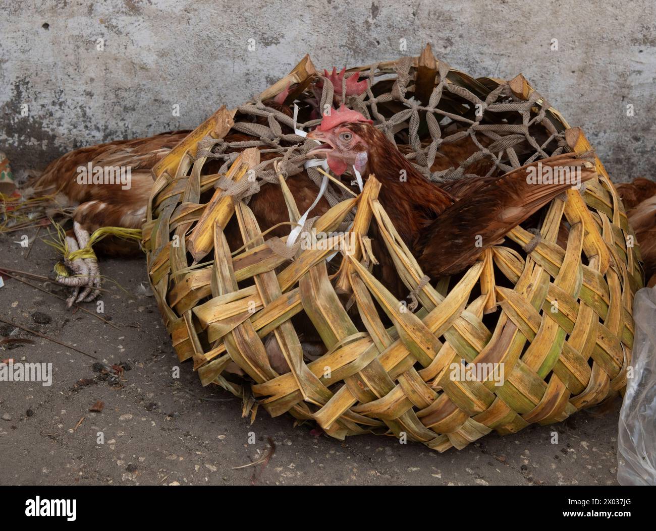 Galline in cesto, mercato principale, Stone Town, Zanzibar, Tanzania Foto Stock