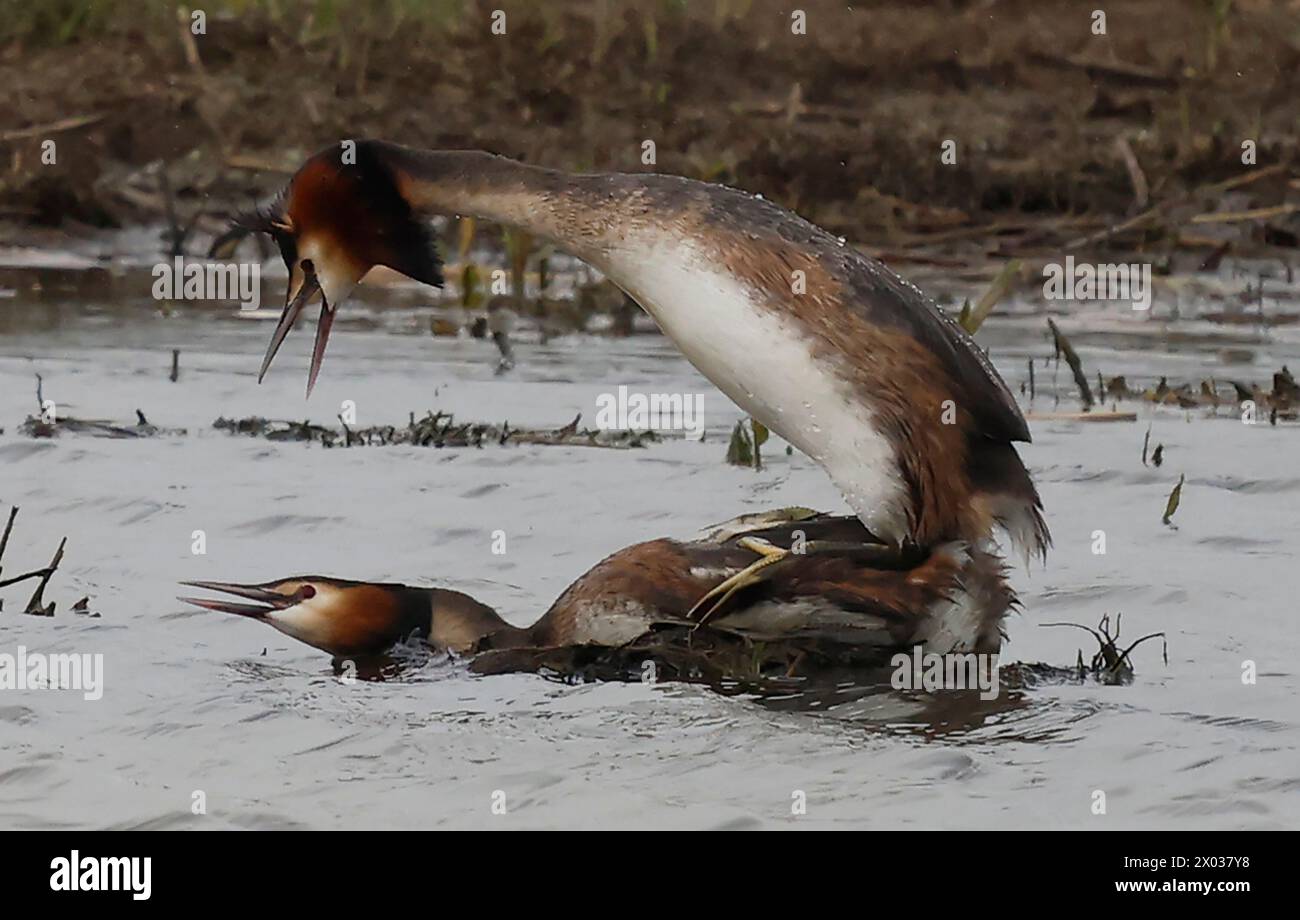 Rainham Essex, Regno Unito. 09 aprile 2024. 2 Great Crested Grebe accoppiamento in acqua presso RSPB Rainham Marshes Nature Reserve, Rainham, Essex - 09 aprile 2024. Crediti: Action foto Sport/Alamy Live News Foto Stock