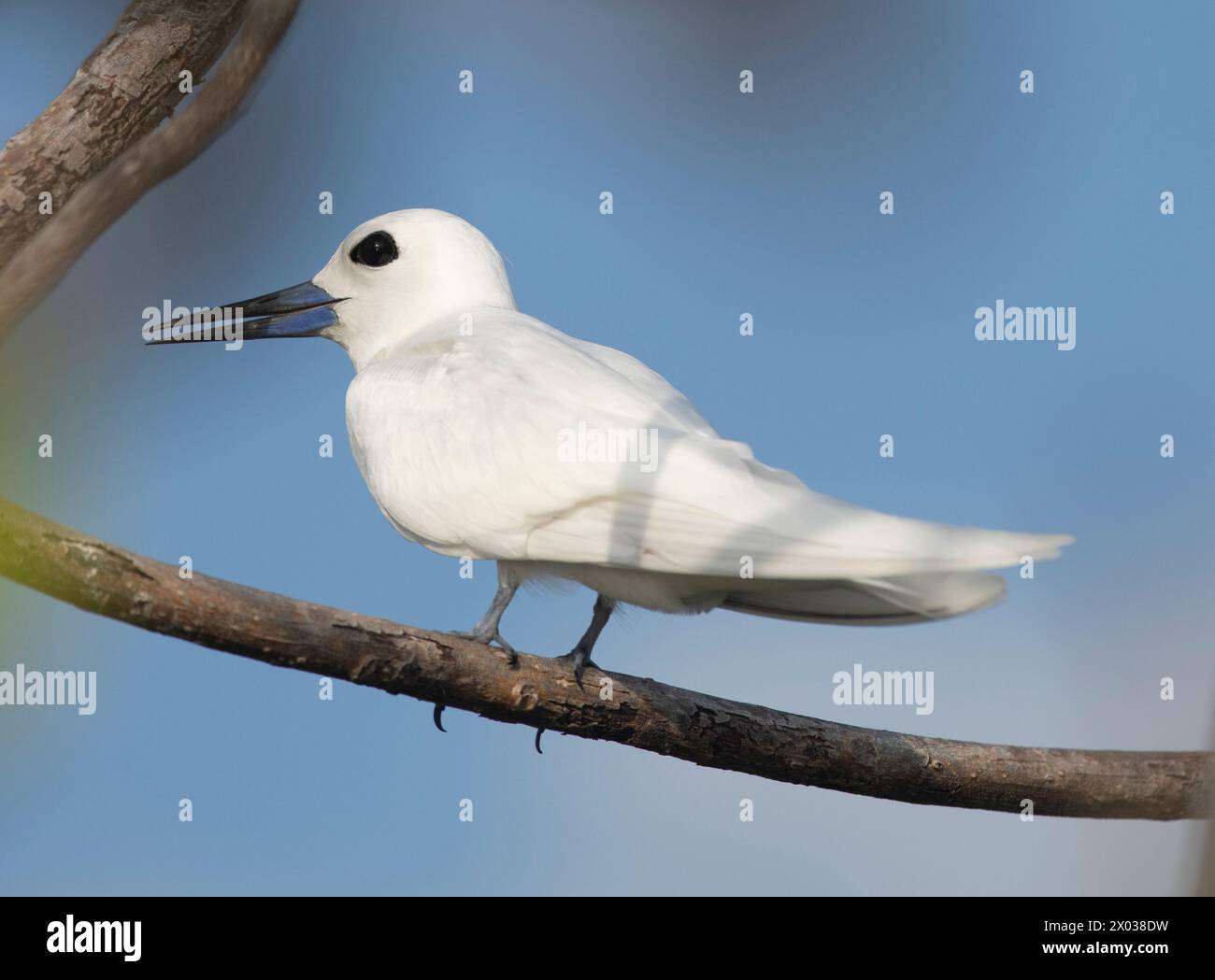 White Tern (Gygis alba, alias Fairy Tern), Africa Banks, Seychelles, Oceano Indiano Foto Stock