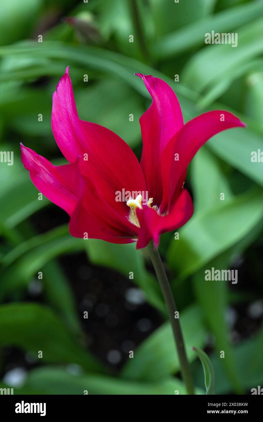 Tulip Doll's Minuet Foto Stock