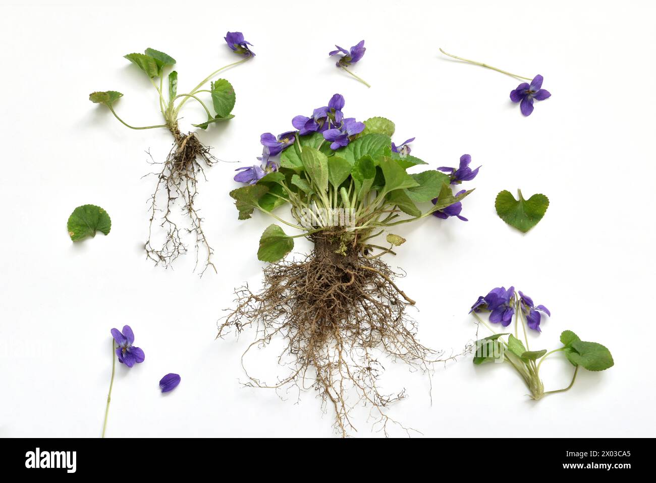 L'immagine mostra un profumato fiore viola da giardino. Sono rappresentate le sue foglie, il sistema delle radici e l'infiorescenza viola. Foto Stock