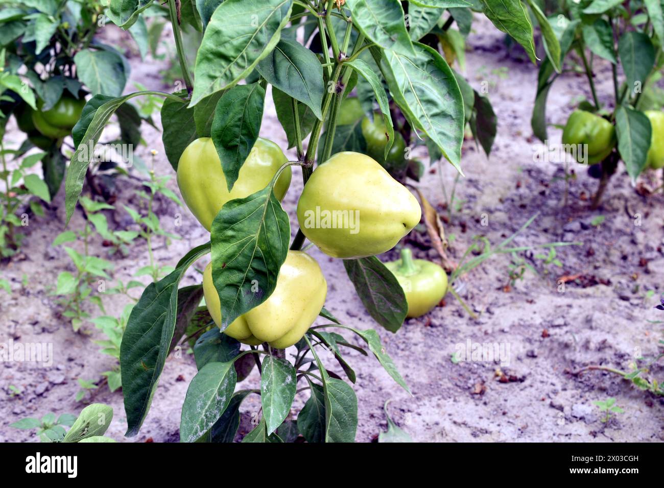 L'immagine mostra un cespuglio di peperoni dove i peperoni stanno maturando. Foto Stock