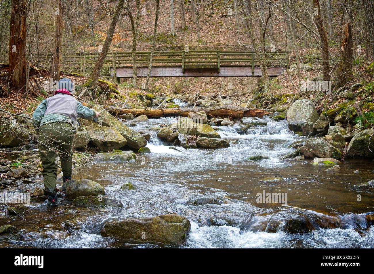 Stati Uniti: 04/04/2024; pesca con la mosca sul North Creek vicino a Buchanan Virginia. Foto Stock