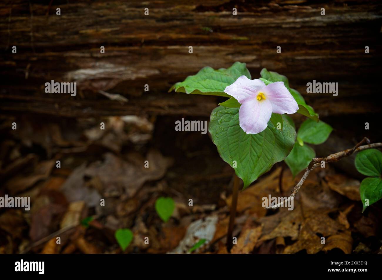 Stati Uniti: 04/04/2024; pesca con la mosca sul North Creek vicino a Buchanan Virginia. Trillium guarda lungo il torrente. Foto Stock