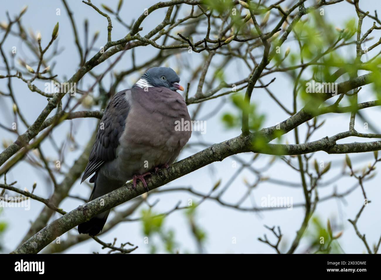 Un piccione di legno ben nutrito con un raccolto completo che si aggira su un albero. Foto Stock