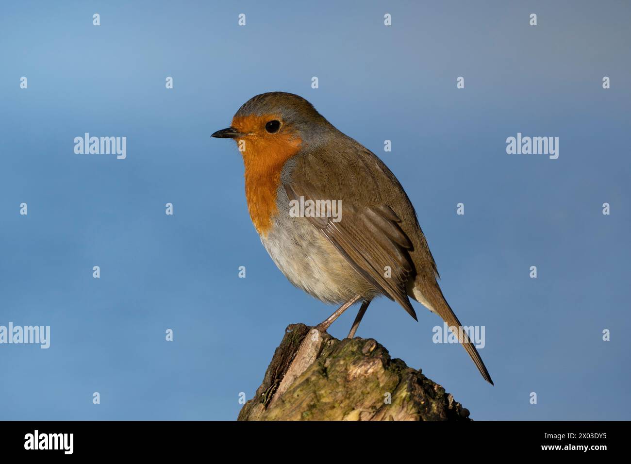 Un Robin appollaiato su un ceppo di albero. Foto Stock