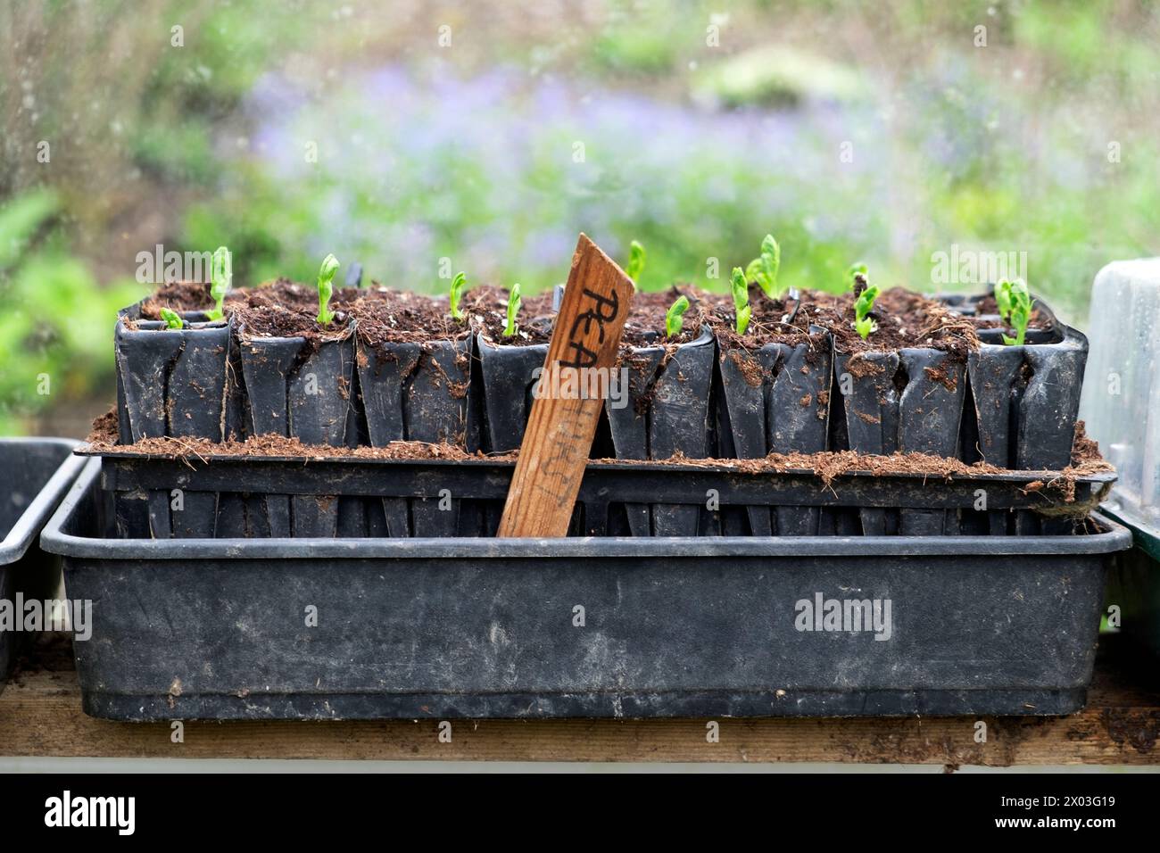 Piselli germogli di piselli germogliati in vassoi di semi all'interno di una serra all'inizio di aprile primavera Carmarthenshire Galles Regno Unito 2024 Gran Bretagna KATHY DEWITT Foto Stock
