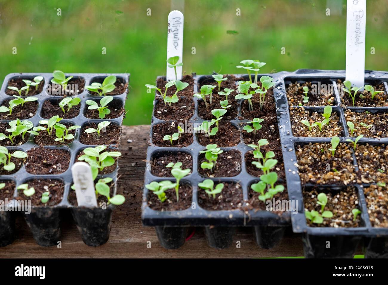 Vari semi di foglie di insalata che germogliano in vassoi di semi all'interno di una serra all'inizio di aprile primavera Carmarthenshire Galles Regno Unito 2024 Gran Bretagna KATHY DEWITT Foto Stock