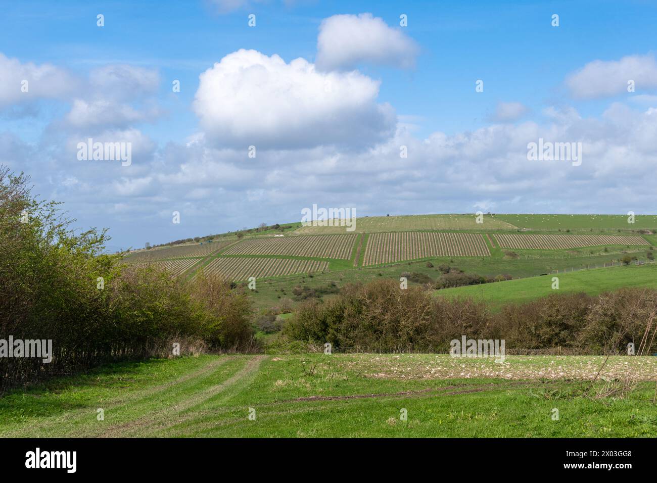 Paesaggio agricolo del South Downs National Park, pianura con gesso vicino a Storrington, West Sussex, Inghilterra, Regno Unito, in una giornata di primavera assolata Foto Stock
