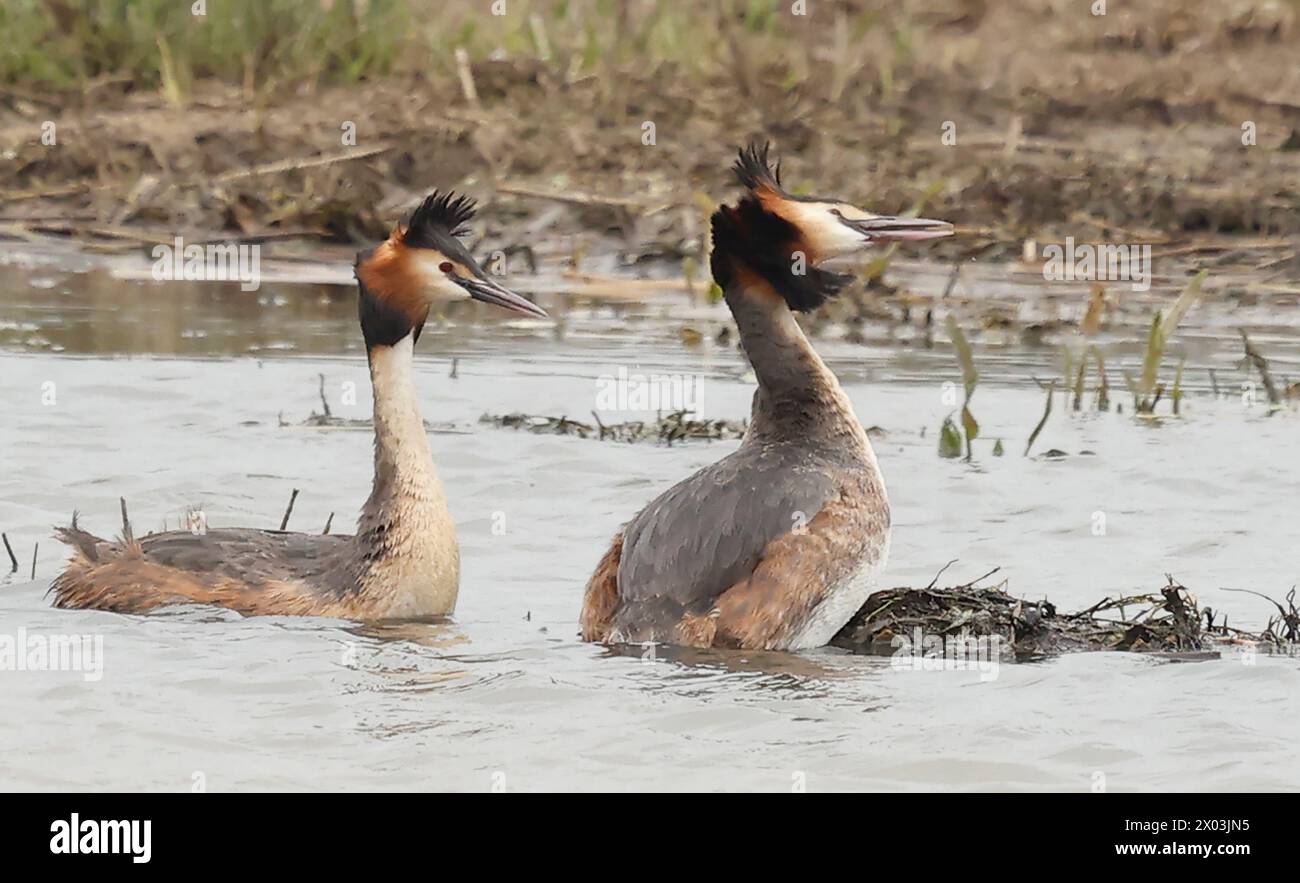 Rainham Essex, Regno Unito. 09 aprile 2024. Great Crested Grebe in acqua presso RSPB Rainham Marshes Nature Reserve, Rainham, Essex - 09 aprile 2024. Crediti: Action foto Sport/Alamy Live News Foto Stock