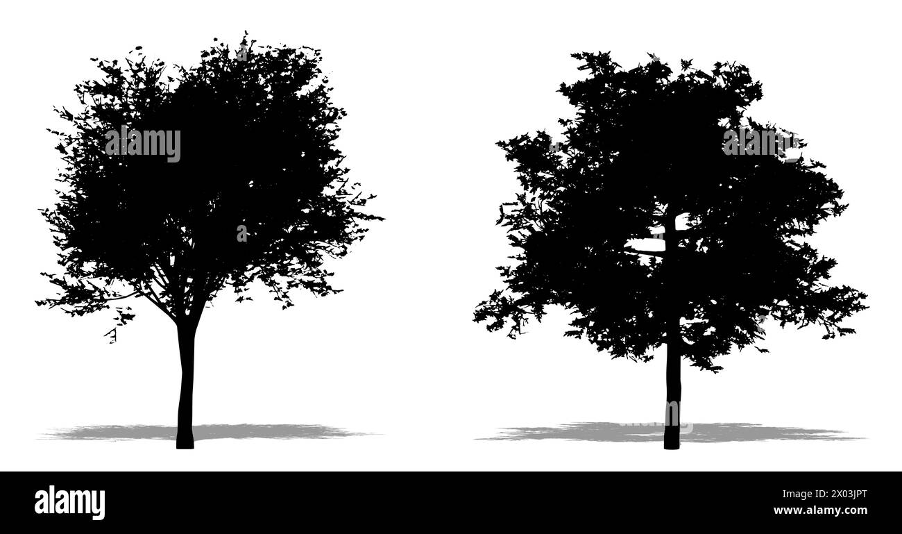 Set o collezione di alberi di Cedar Elm come una silhouette nera su sfondo bianco. Illustrazione concettuale o concettuale in 3D per natura, pianeta, ecologia e. Foto Stock