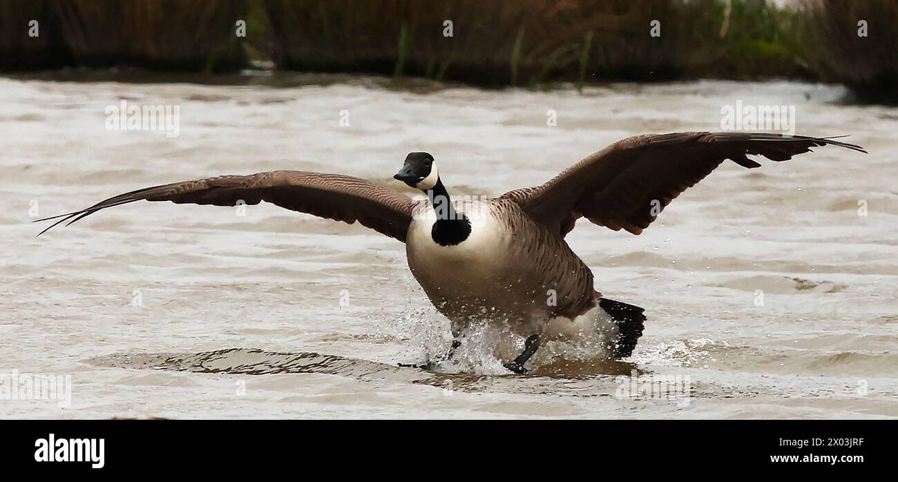 Rainham Essex, Regno Unito. 09 aprile 2024. Canada Goose in volo presso RSPB Rainham Marshes Nature Reserve, Rainham, Essex - 09 aprile 2024. Crediti: Action foto Sport/Alamy Live News Foto Stock