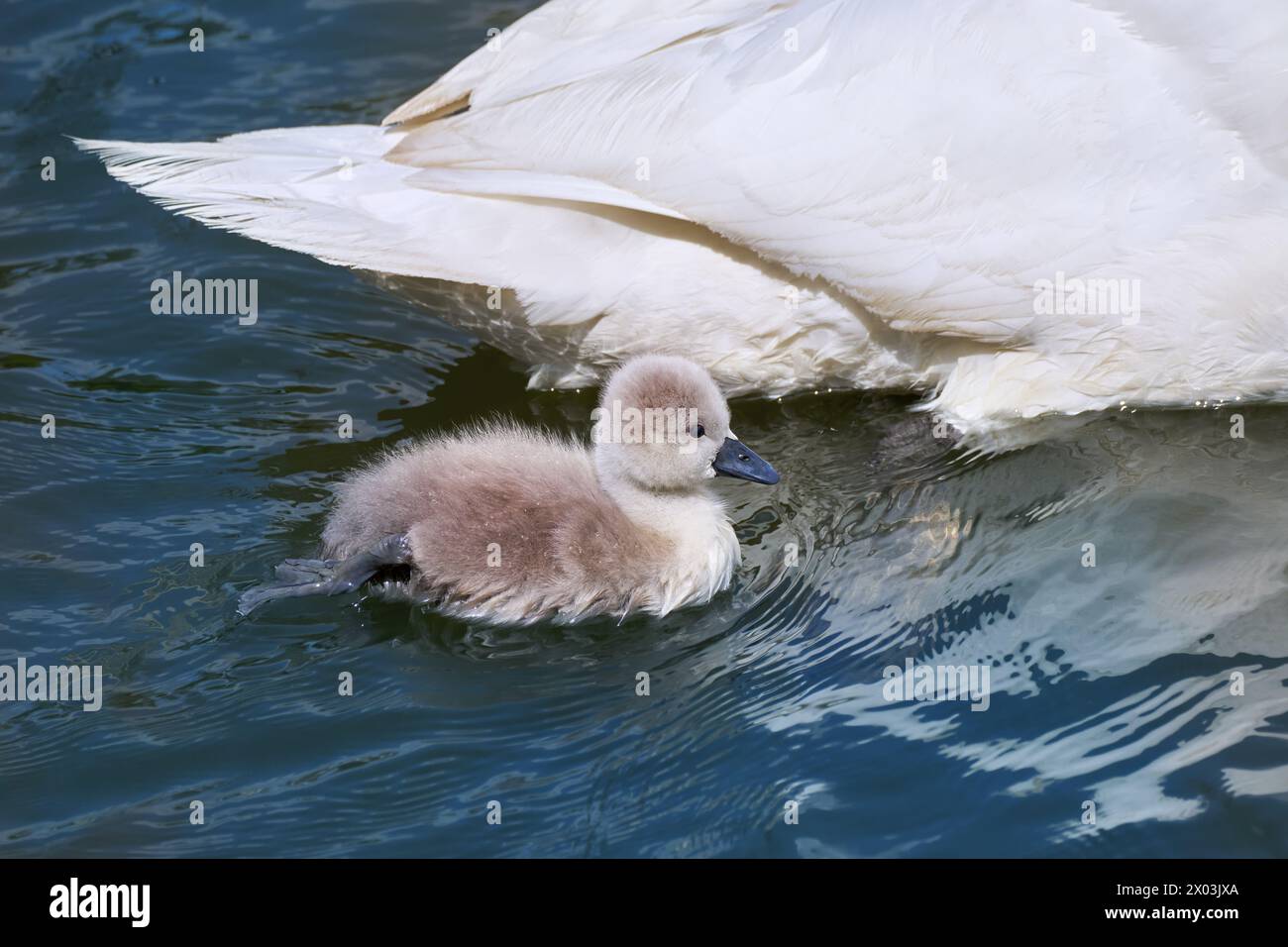 Pulcino di cigno muto (Cygnus olor) che nuota vicino alla coda della madre Foto Stock