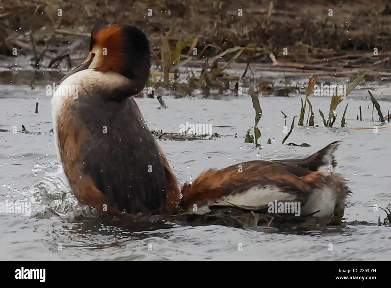 Rainham Essex, Regno Unito. 09 aprile 2024. 2 Great Crested Grebe accoppiamento in acqua presso RSPB Rainham Marshes Nature Reserve, Rainham, Essex - 09 aprile 2024. Crediti: Action foto Sport/Alamy Live News Foto Stock