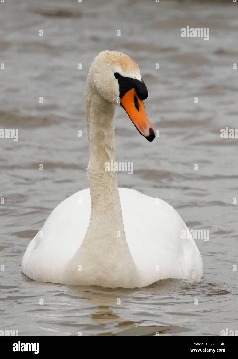 Rainham Essex, Regno Unito. 09 aprile 2024. ms in acqua presso RSPB Rainham Marshes Nature Reserve, Rainham, Essex - 09 aprile 2024. Crediti: Action foto Sport/Alamy Live News Foto Stock