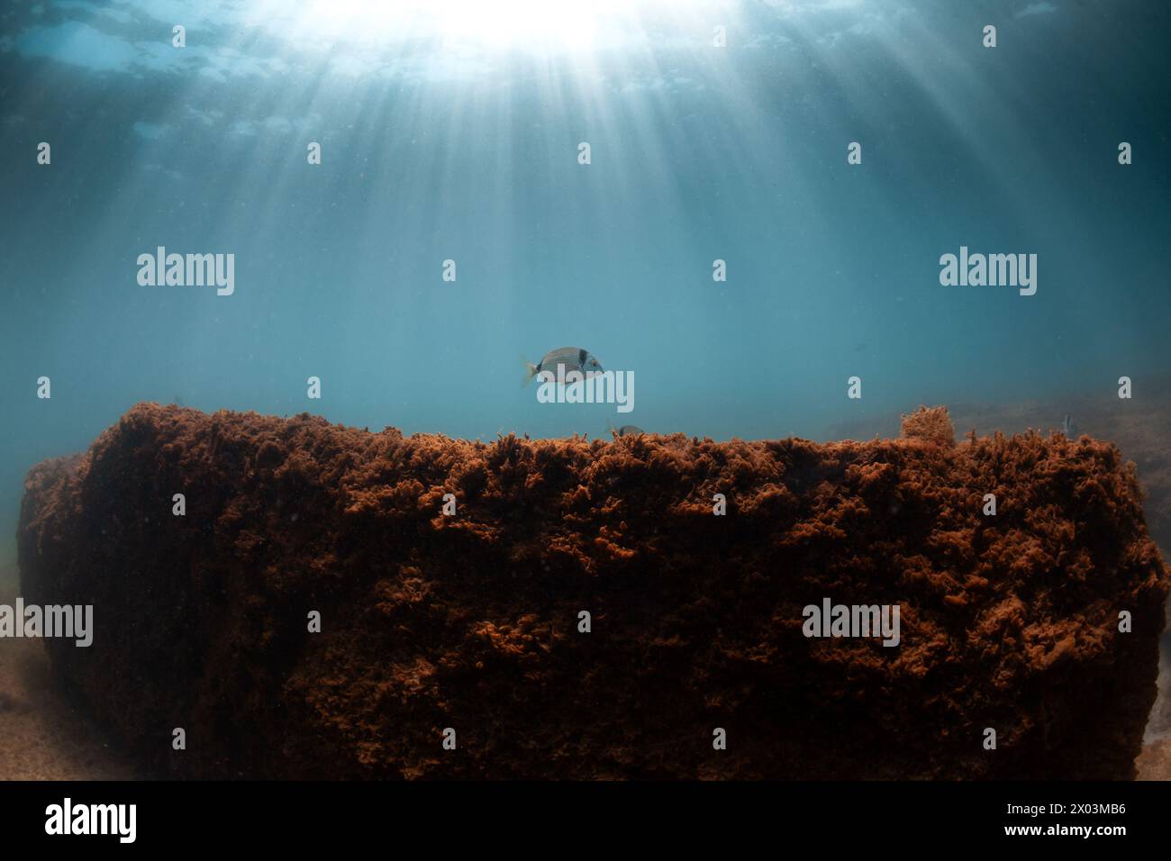 samla salpa pesce alghe roccia nuoto mar mediterraneo paesaggio marino Foto Stock