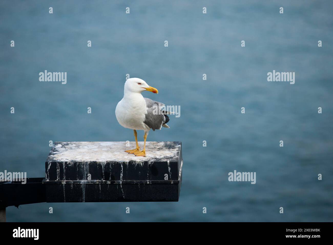 gabbiano che poggia su un palo vicino al mar mediterraneo di Barcellona Foto Stock