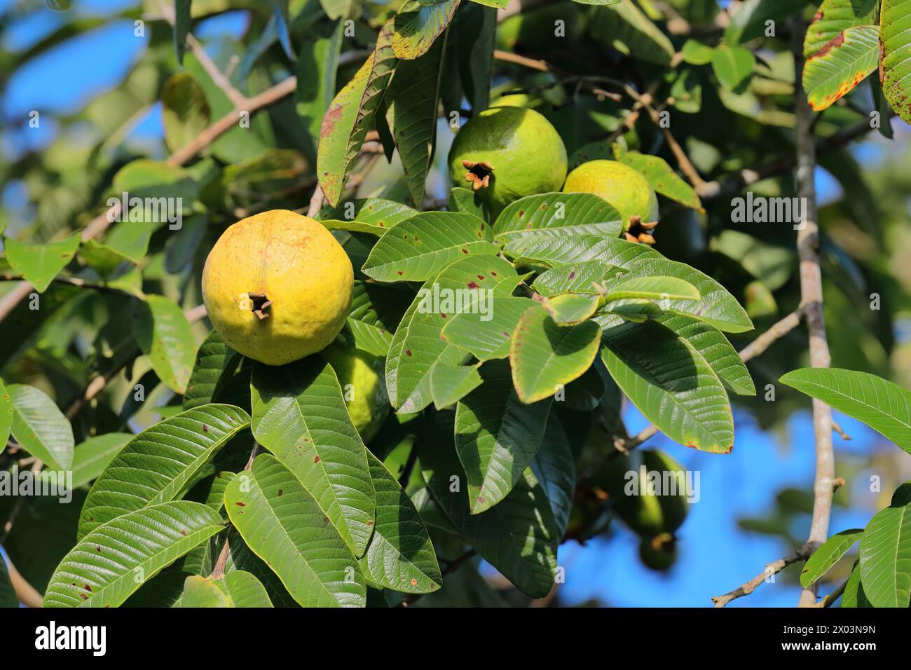158 guava di mele o limone -Psidium guajava- frutti gialli coltivati nella Valle de Viñales, osservati durante la maturazione sull'albero. Viñales-Cuba. Foto Stock